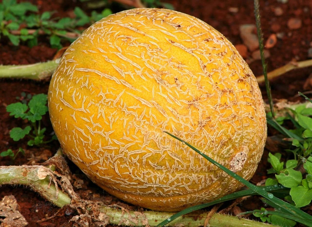 Golden netted cantaloupe fruit lying on reddish soil beside vine stems