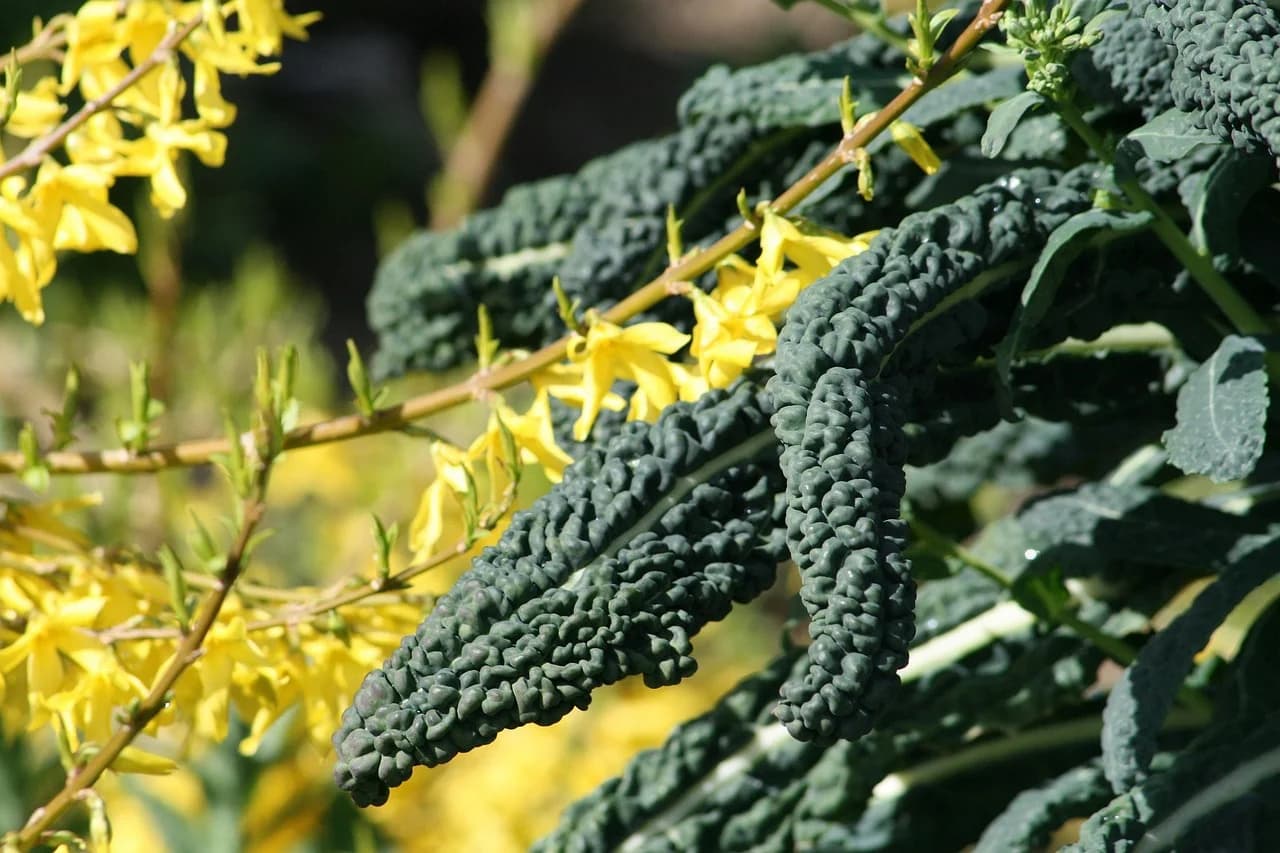Lacinato kale leaves with dark, bumpy blue-green texture growing beside yellow forsythia flowers