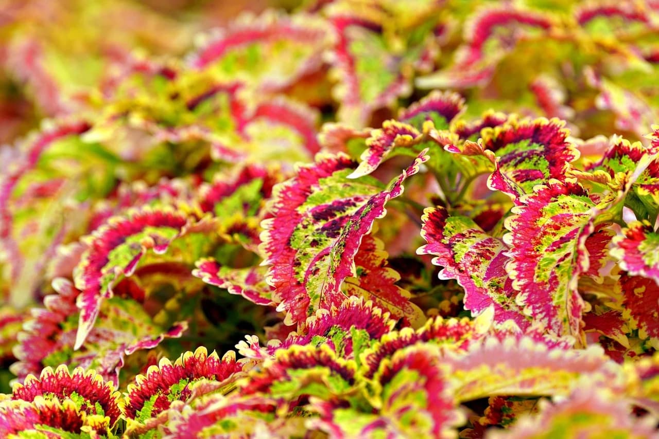 Coleus plants with pink, red and lime-green ruffled leaves in shallow focus