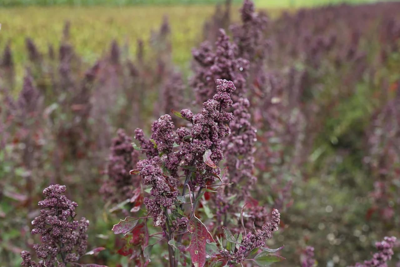 Quinoa plants with reddish-purple flower panicles growing in a field