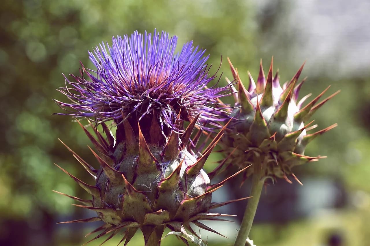 Cardoon flower head in purple bloom beside a spiny bud against a green blurred background
