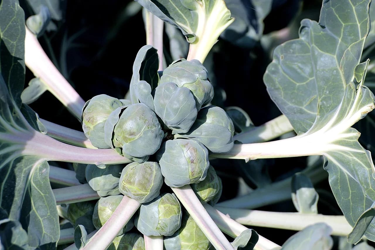 Brussels sprouts growing along pale stalks on the plant, with blue-green leaves