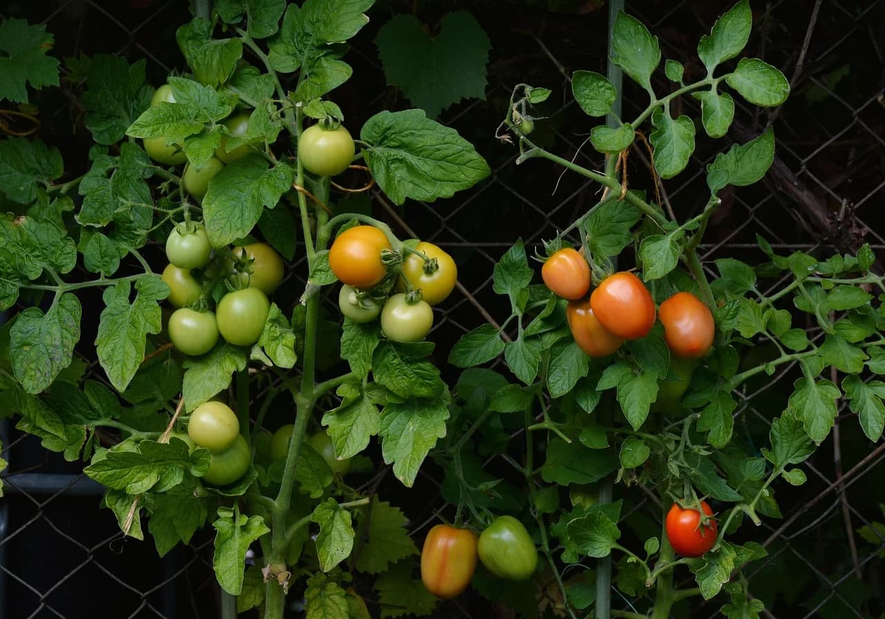 Tomato plants growing against a wire fence with green, orange and red fruit among the leaves