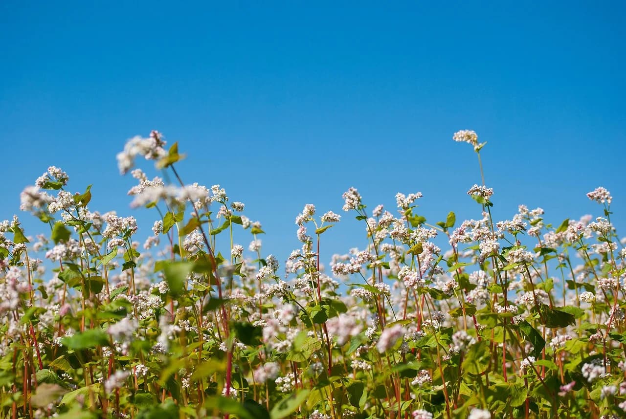 Buckwheat plants in flower growing in a field under a clear blue sky