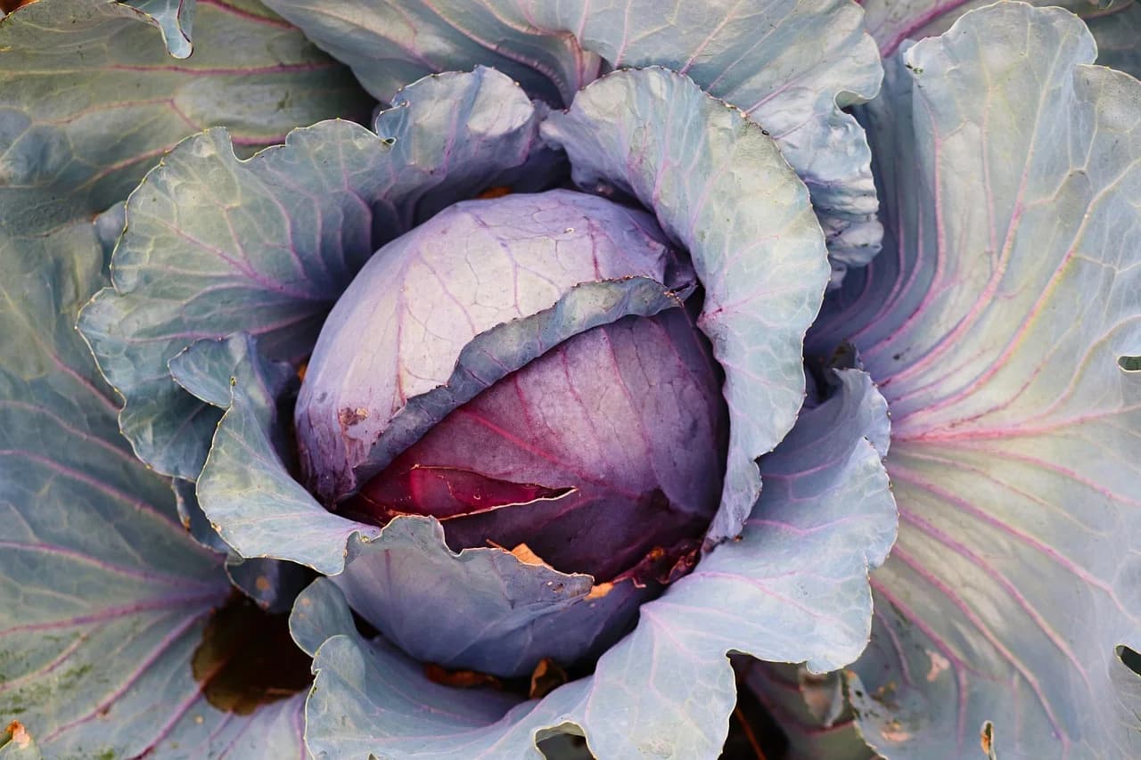 Red Cabbage head with purple leaves growing in a garden field
