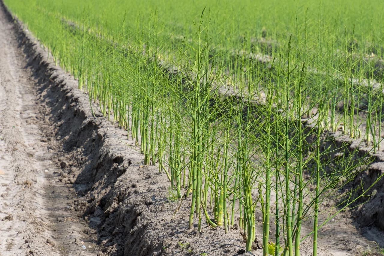 Rows of asparagus ferns growing in a field beside a dirt path