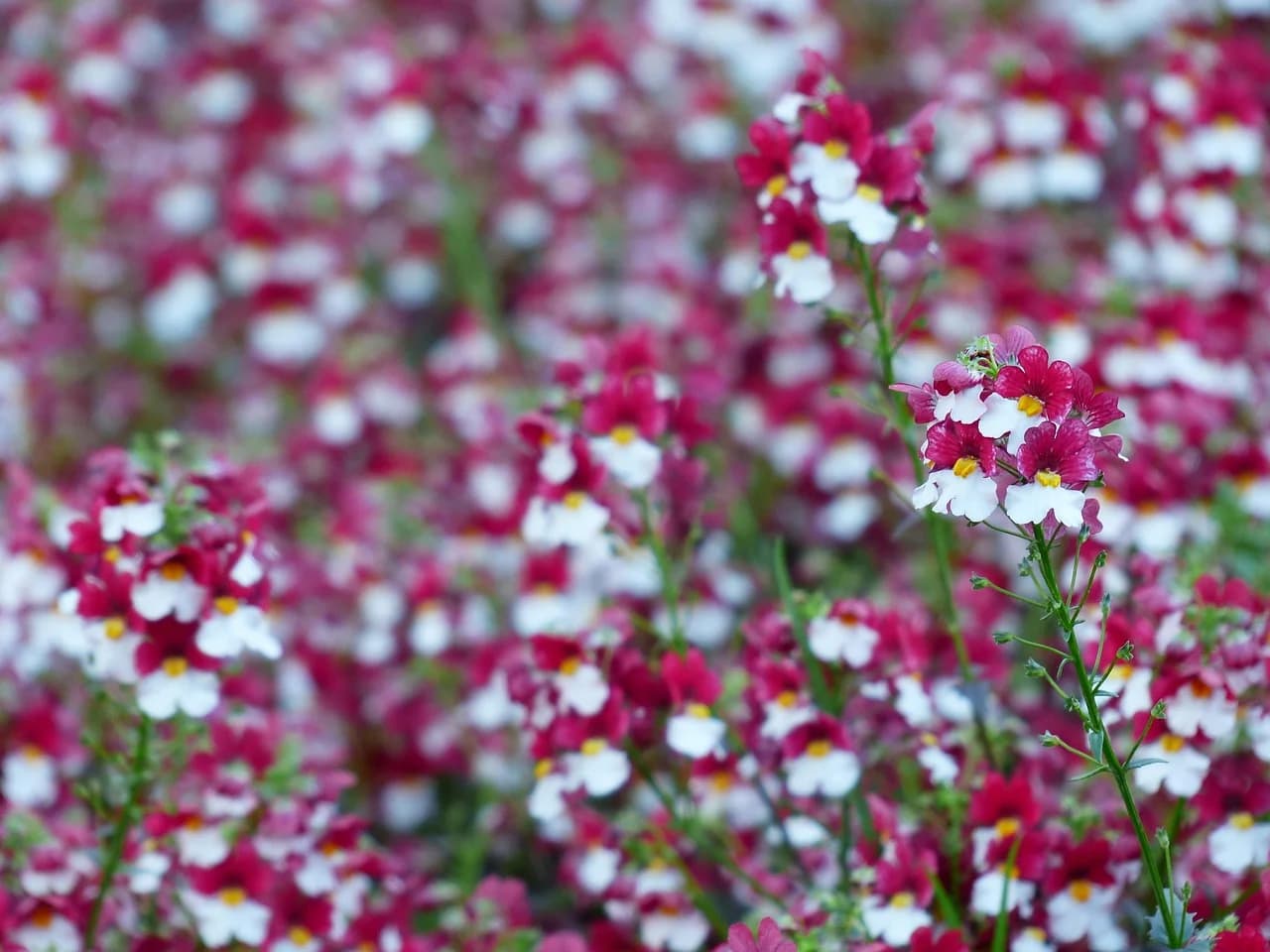 Nemesia bed with red and white flowers blooming densely in a garden