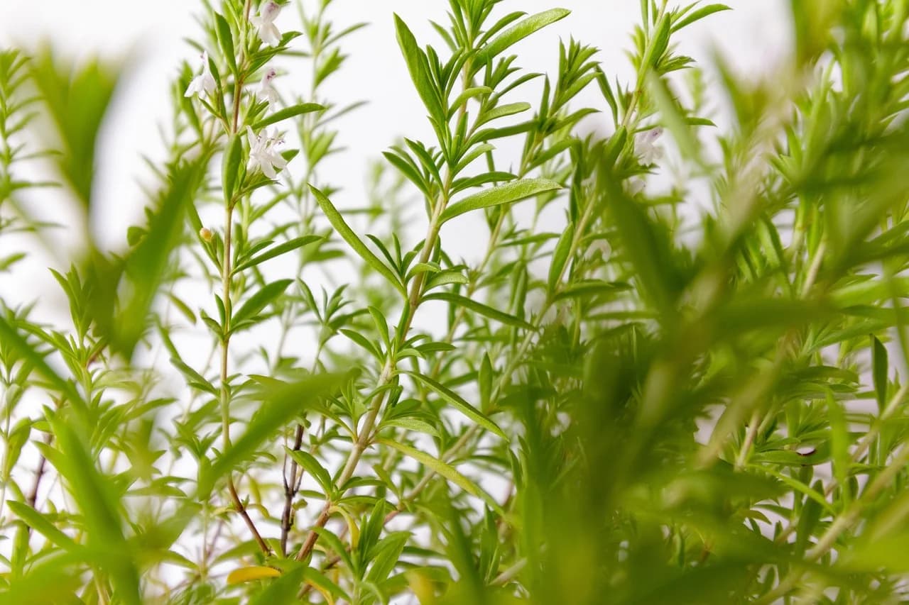 Summer savory plant with narrow green leaves and small white flowers against a pale background