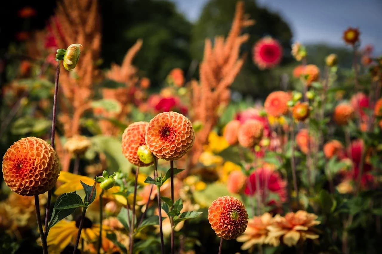 Orange pompom dahlia flowers blooming in a garden bed among other plants